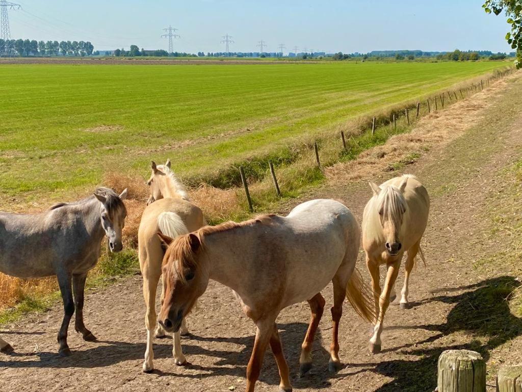 Natuurhuis Zeeuwse Rust voor wandelingen aan zee, fietstochten in natuur en culinair genieten Villa IJzendijke Buitenkant foto