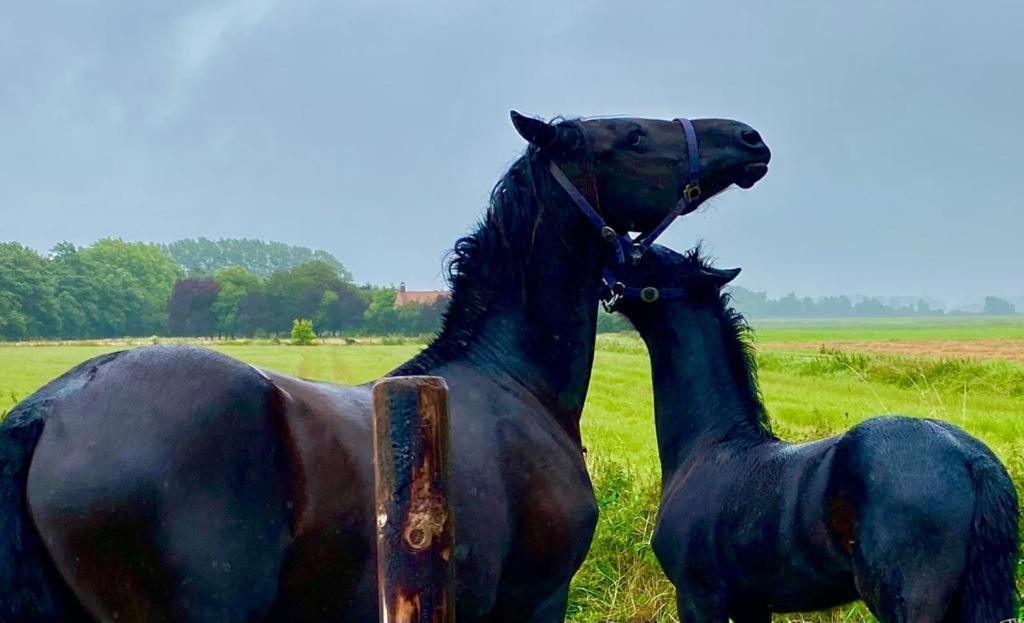 Natuurhuis Zeeuwse Rust voor wandelingen aan zee, fietstochten in natuur en culinair genieten Villa IJzendijke Buitenkant foto
